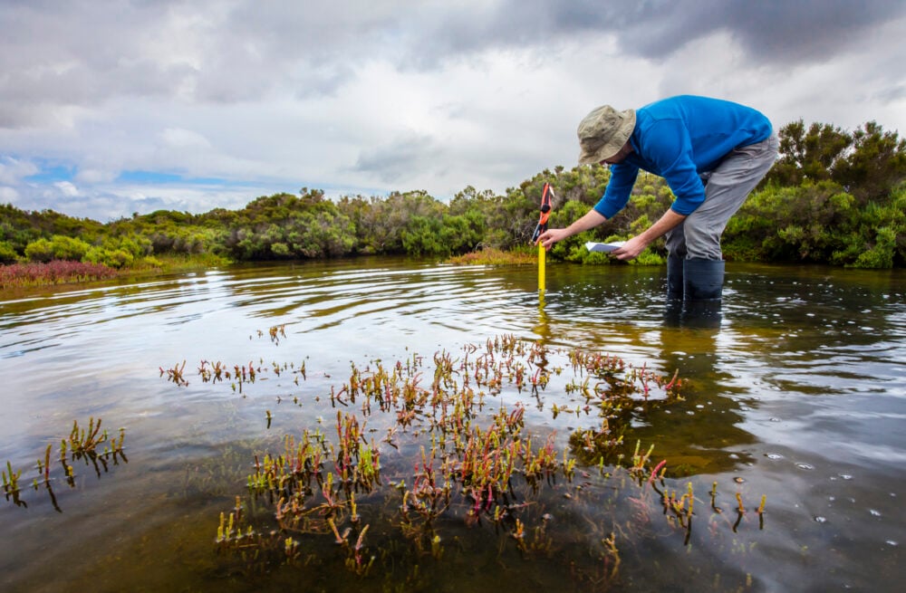 Shallow wetland, person measuring water depth, centered subject and lush plants, cloudy daylight, editorial travel photo, one person.