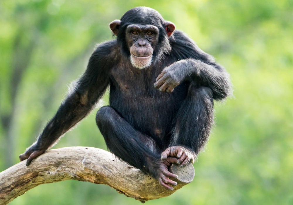 Forest canopy, chimpanzee perched on branch, centered composition, daylight, editorial travel photo, one animal only.