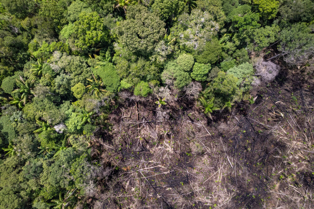 Forest edge, split landscape, dense greenery beside burnt barren earth, overhead midday light, documentary style, no people.