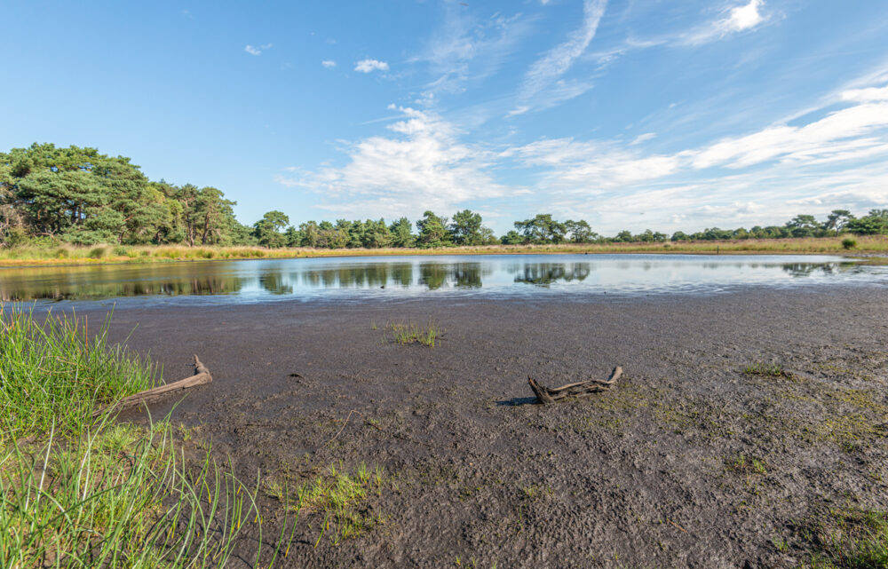 Lakeshore, muddy patches and driftwood foreground, trees encircling, daytime blue sky reflection, editorial travel photo, no people.