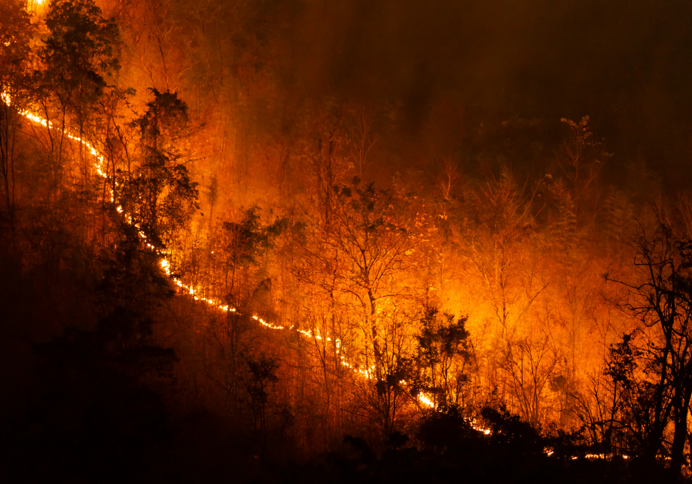 Dense forest, wildfire blaze, diagonal flames and smoke, nighttime glow, documentary style, no people.