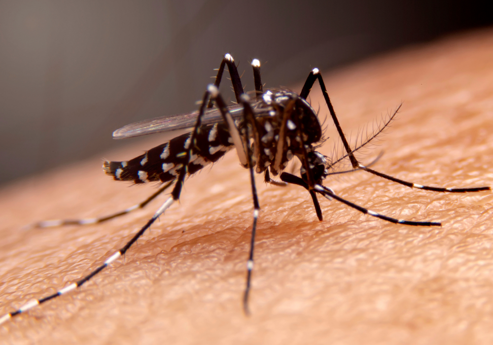 Human skin, striped mosquito feeding, tight crop macro shot, daylight clarity, documentary style, no people.