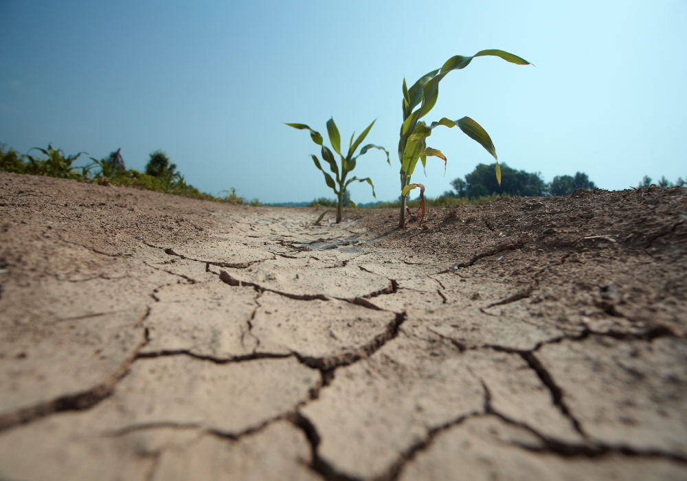 Agricultural field, cracked dry soil foreground, sparse green plants, midday sun, documentary style, no people.