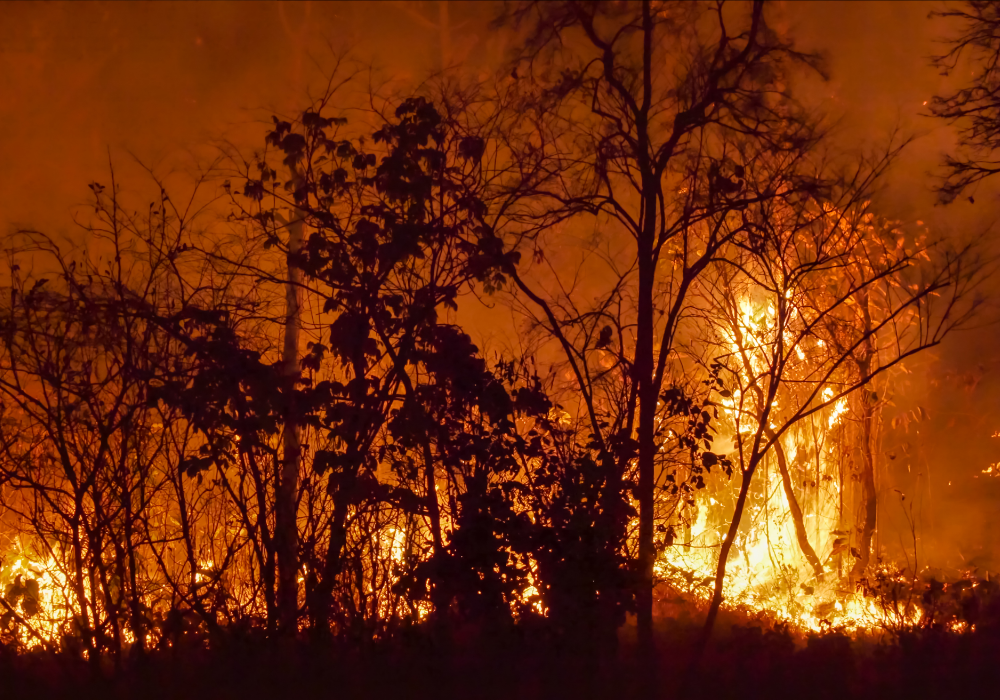 Forest wildfire, raging flames and smoke foreground, wide shot night scene, documentary style, no people.