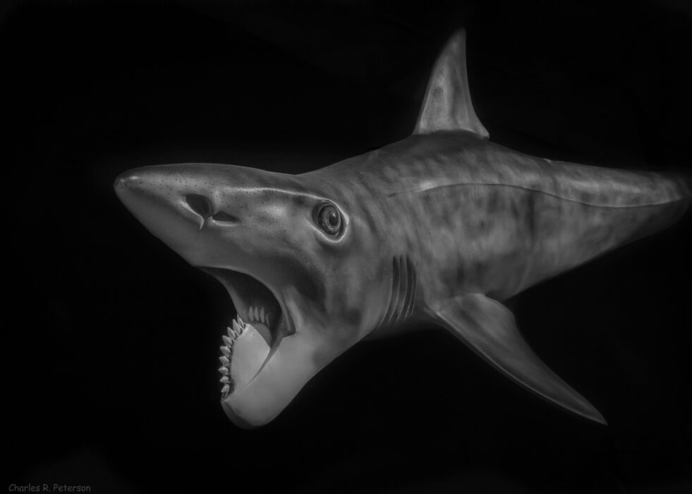 Dark ocean, prehistoric shark with spiral jaw, side profile composition, low lighting, documentary style, no people.